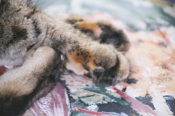 TC's leopard paw