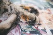 TC's leopard paw