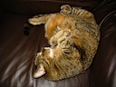 TC sleeping