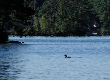 Loon
