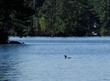 Loon