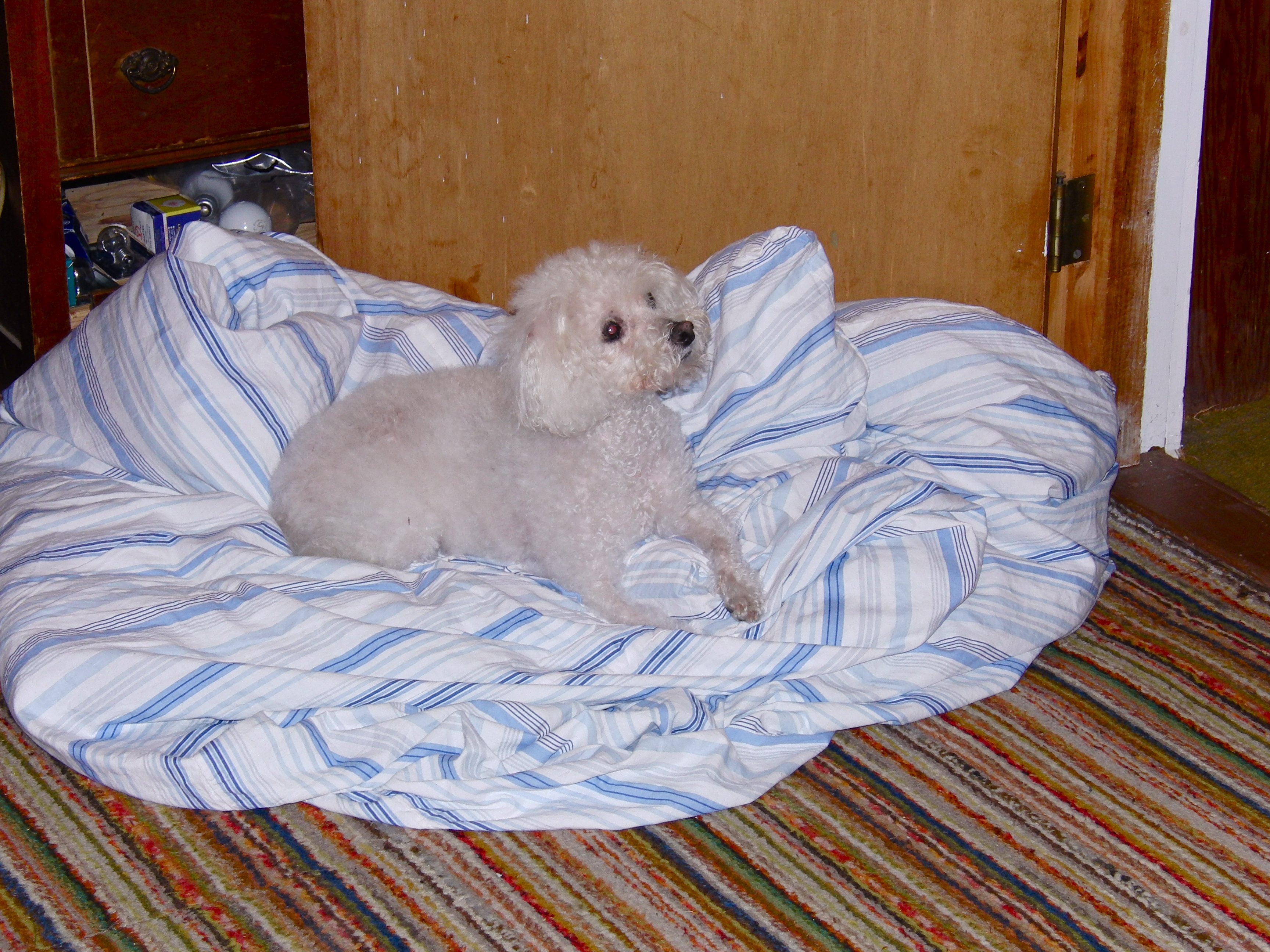 Frainkie on his comforter