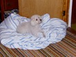 Frainkie on his comforter