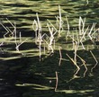 From the dock