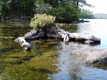 Stump garden