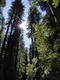 Redwoods