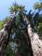 Redwoods