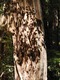 Shadows on the bark