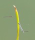 Dragonfly and Minnows
