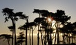 Trees and the Pacific