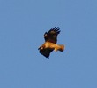 Red-tail Hawk