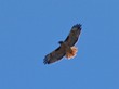 Hawk in Palo Alto