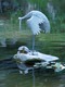 Turtle and crane