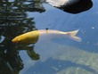 Koi