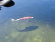 Koi