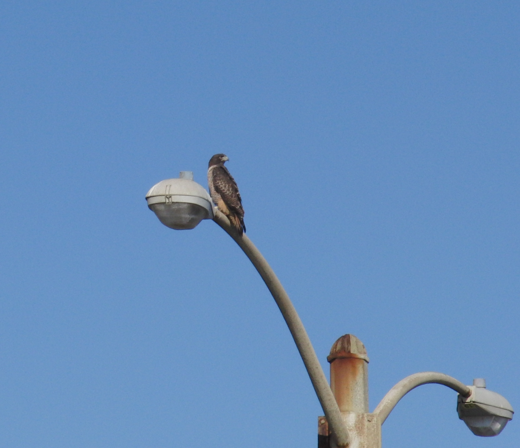 Hawk