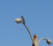 Hawk
