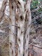 Cool tree on fossil trail