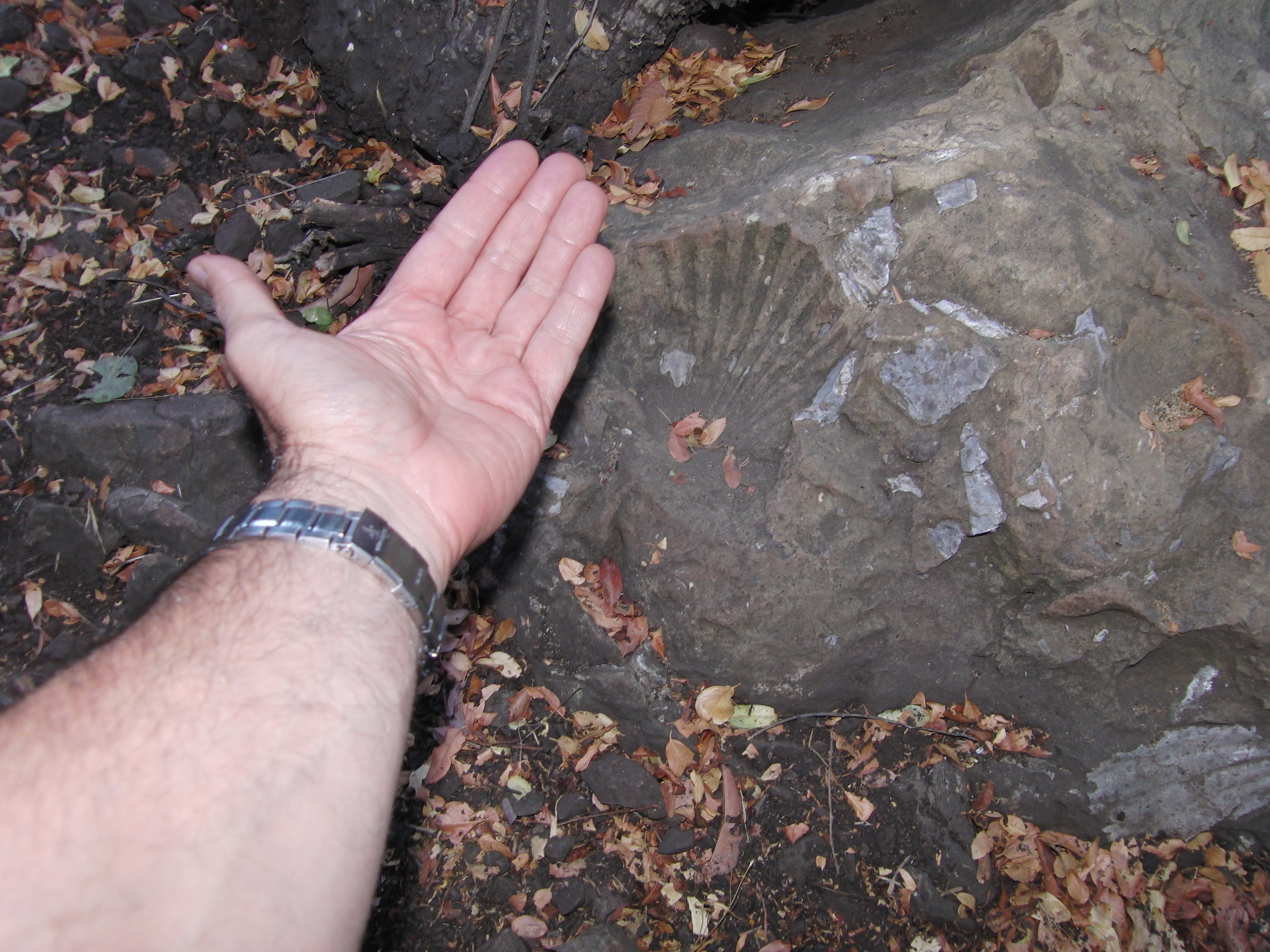 Large shell fossil