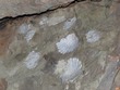 Lotsa fossils