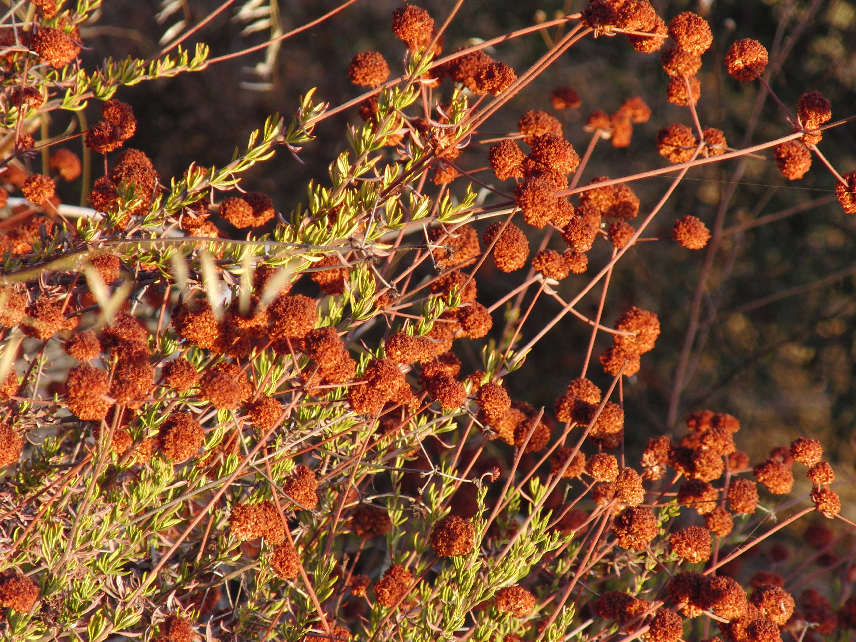 Flora