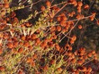Flora