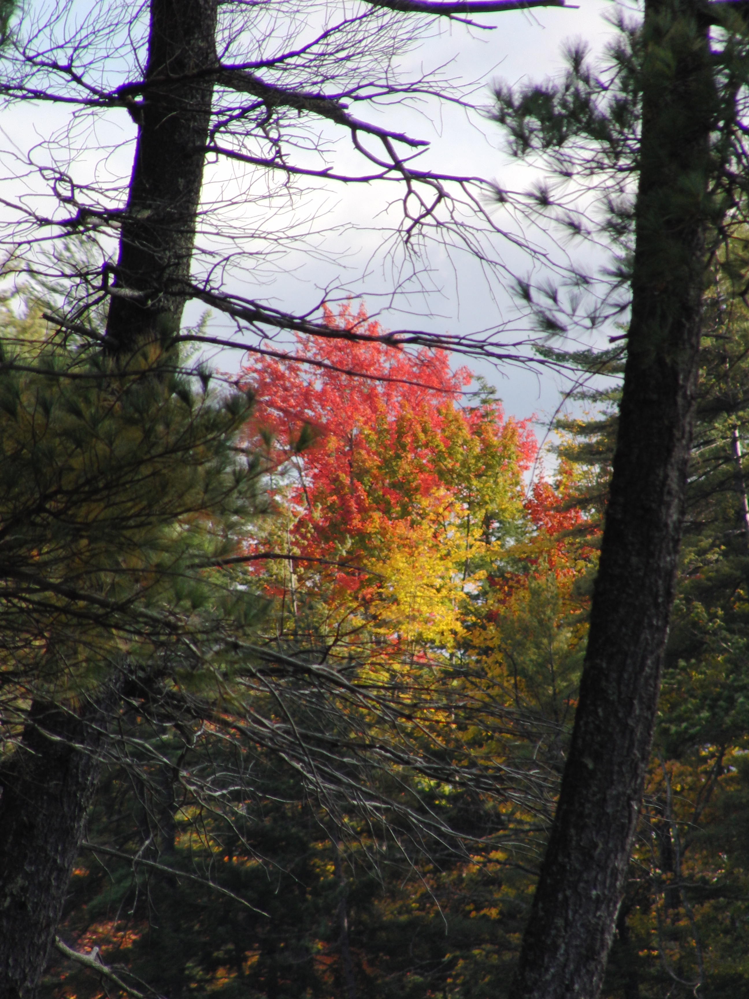 Tree afire