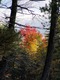 Tree afire