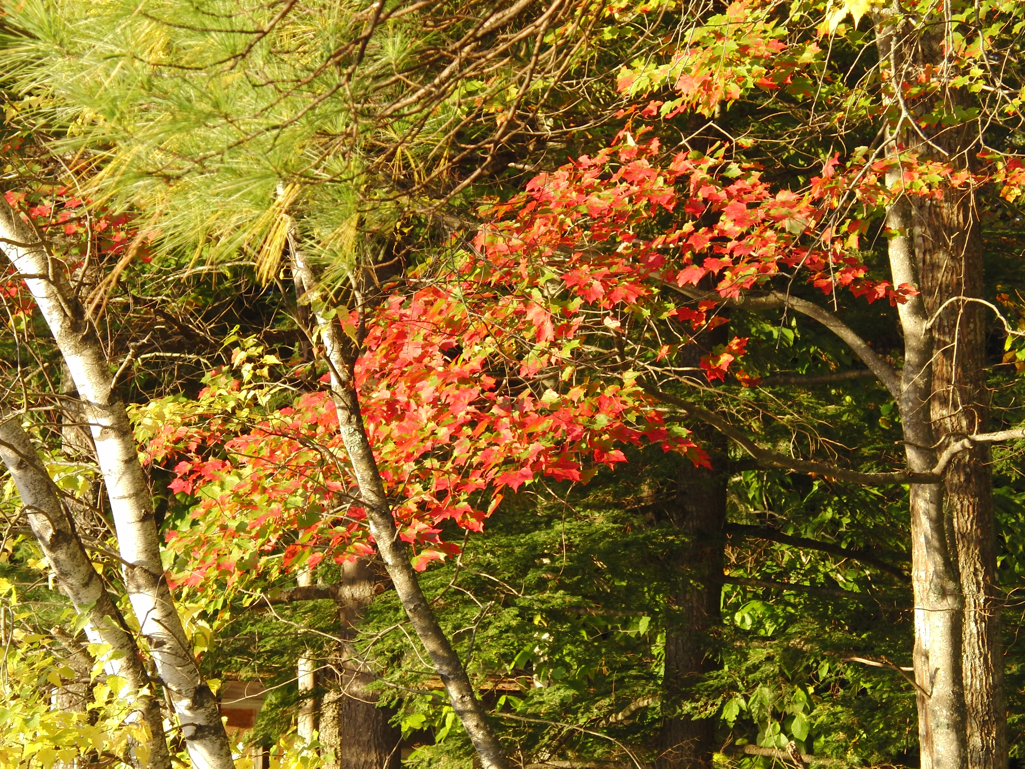 More colors