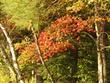 More colors