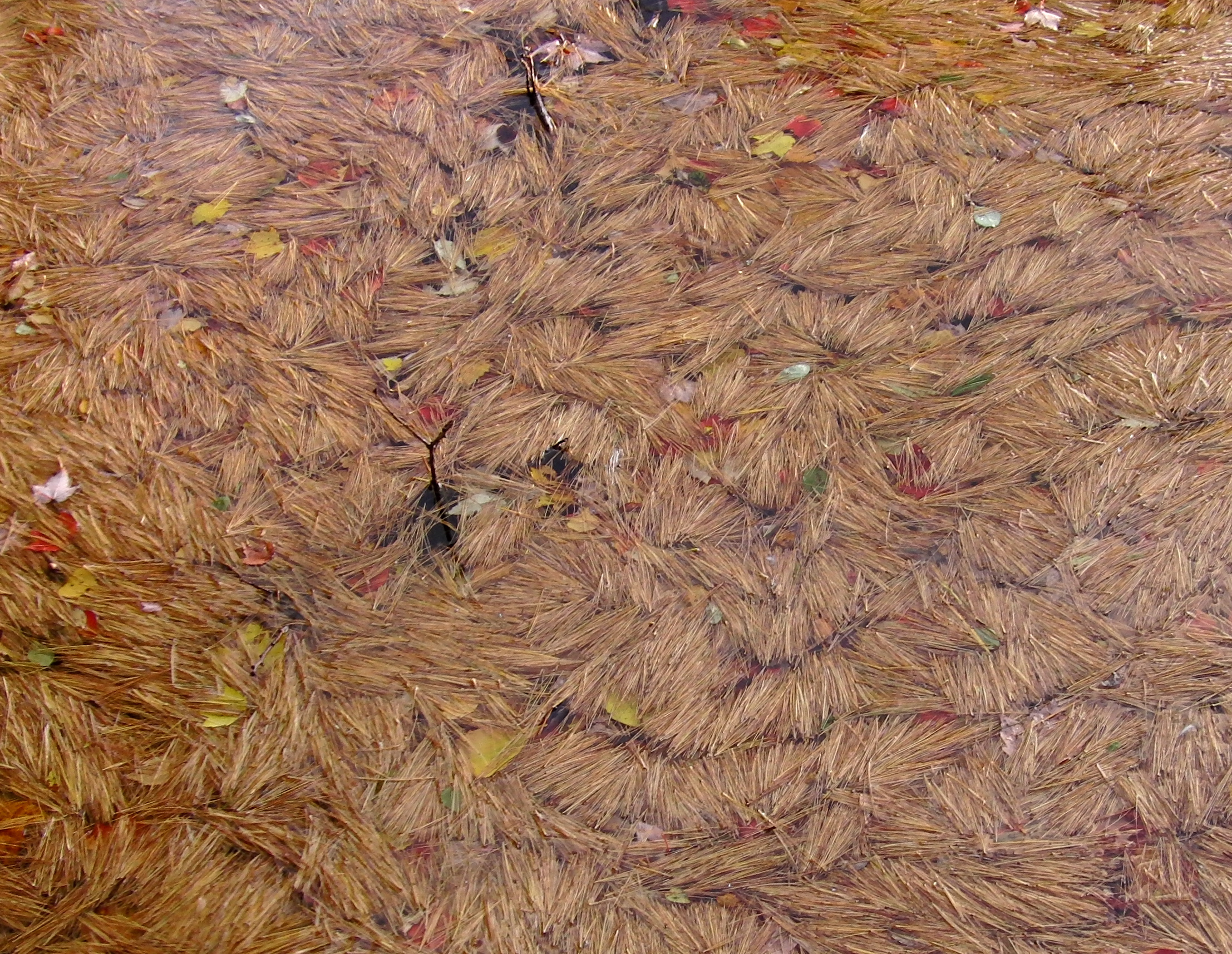 Floating pine needles