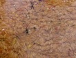 Floating pine needles