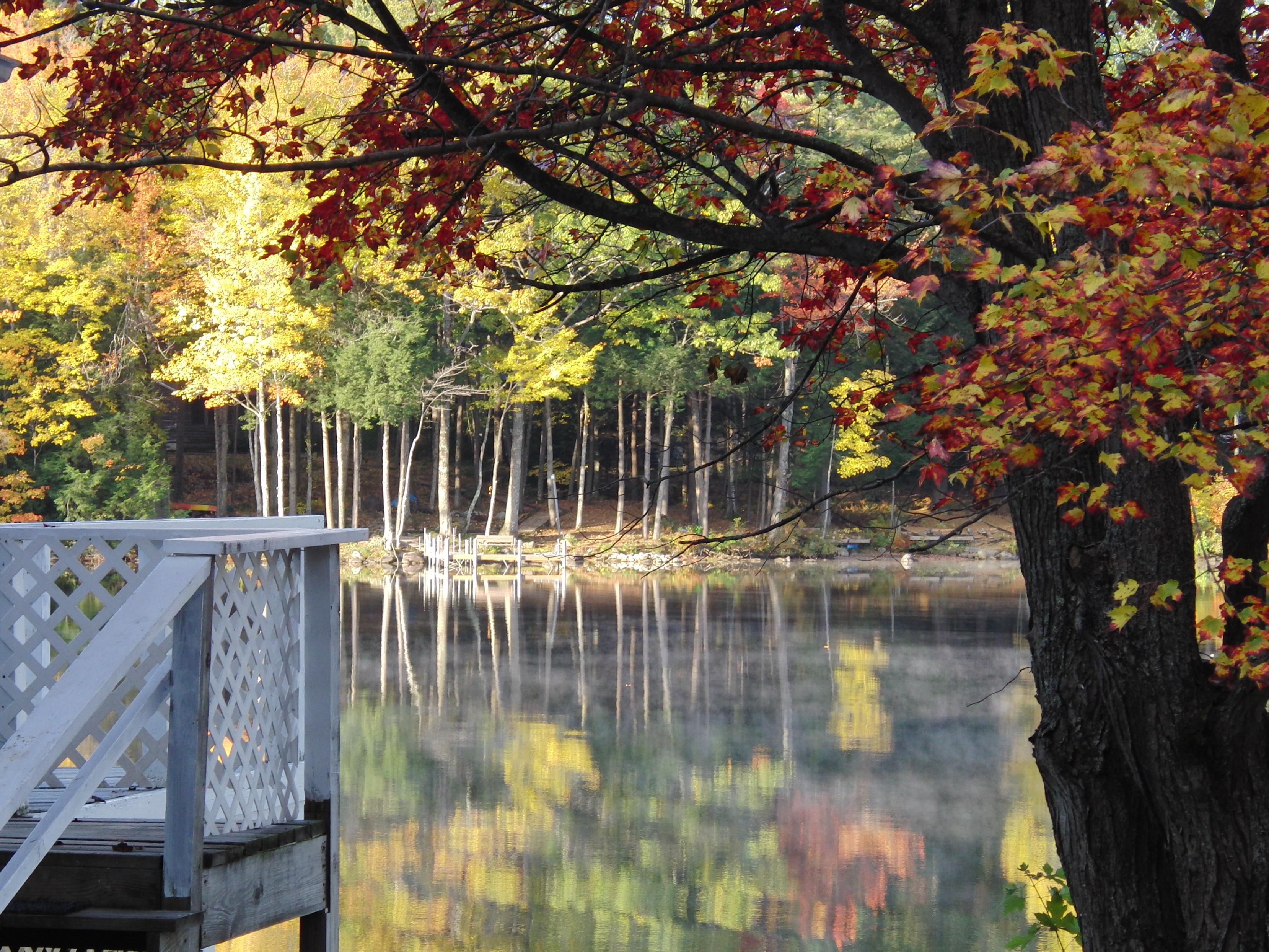 Beautiful birches