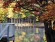 Beautiful birches
