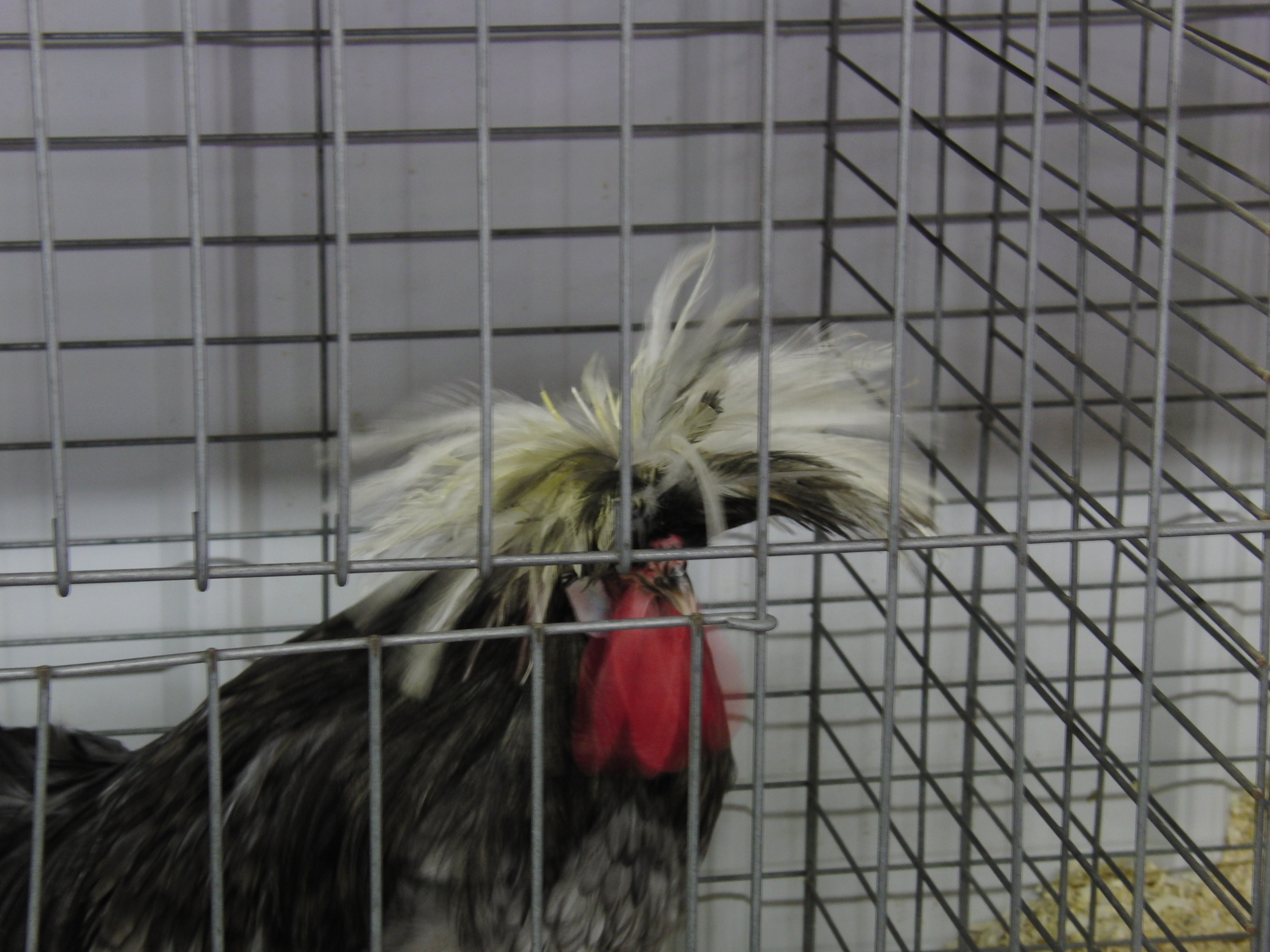 Bad hair day