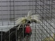 Bad hair day