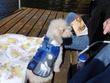 Frankie in his new coat
