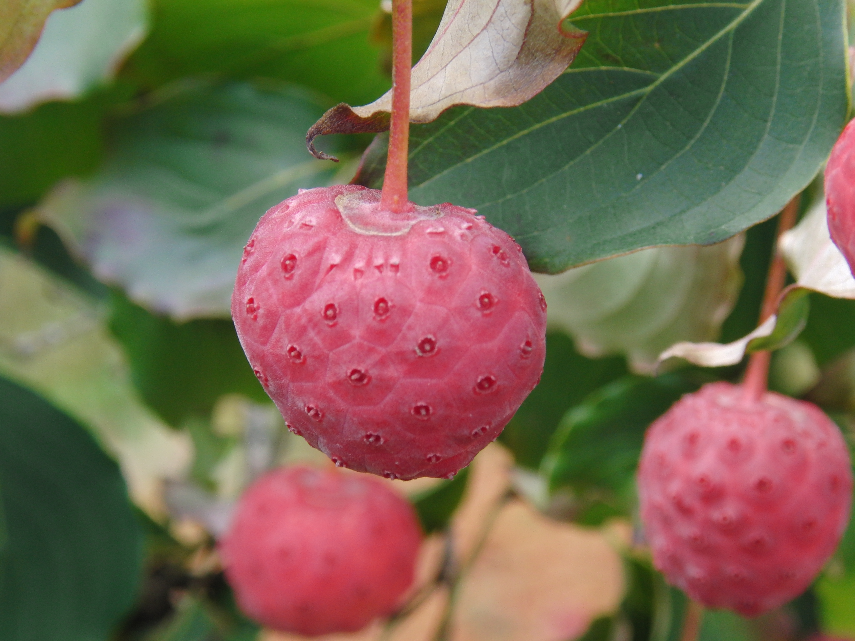 Kousa dogwood fruit in Bedford