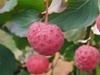 Kousa dogwood fruit in Bedford