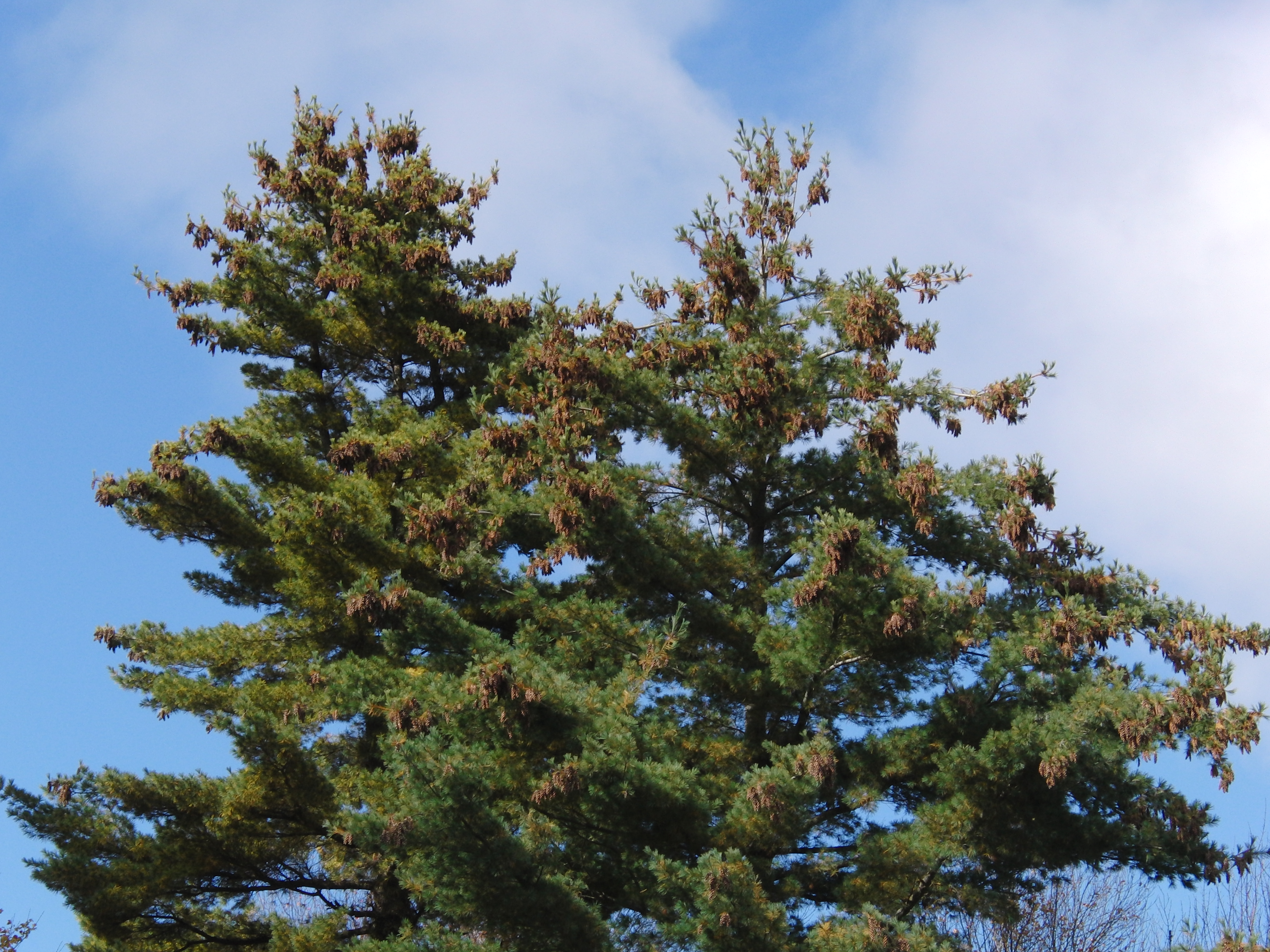 Pine cones in Bedford