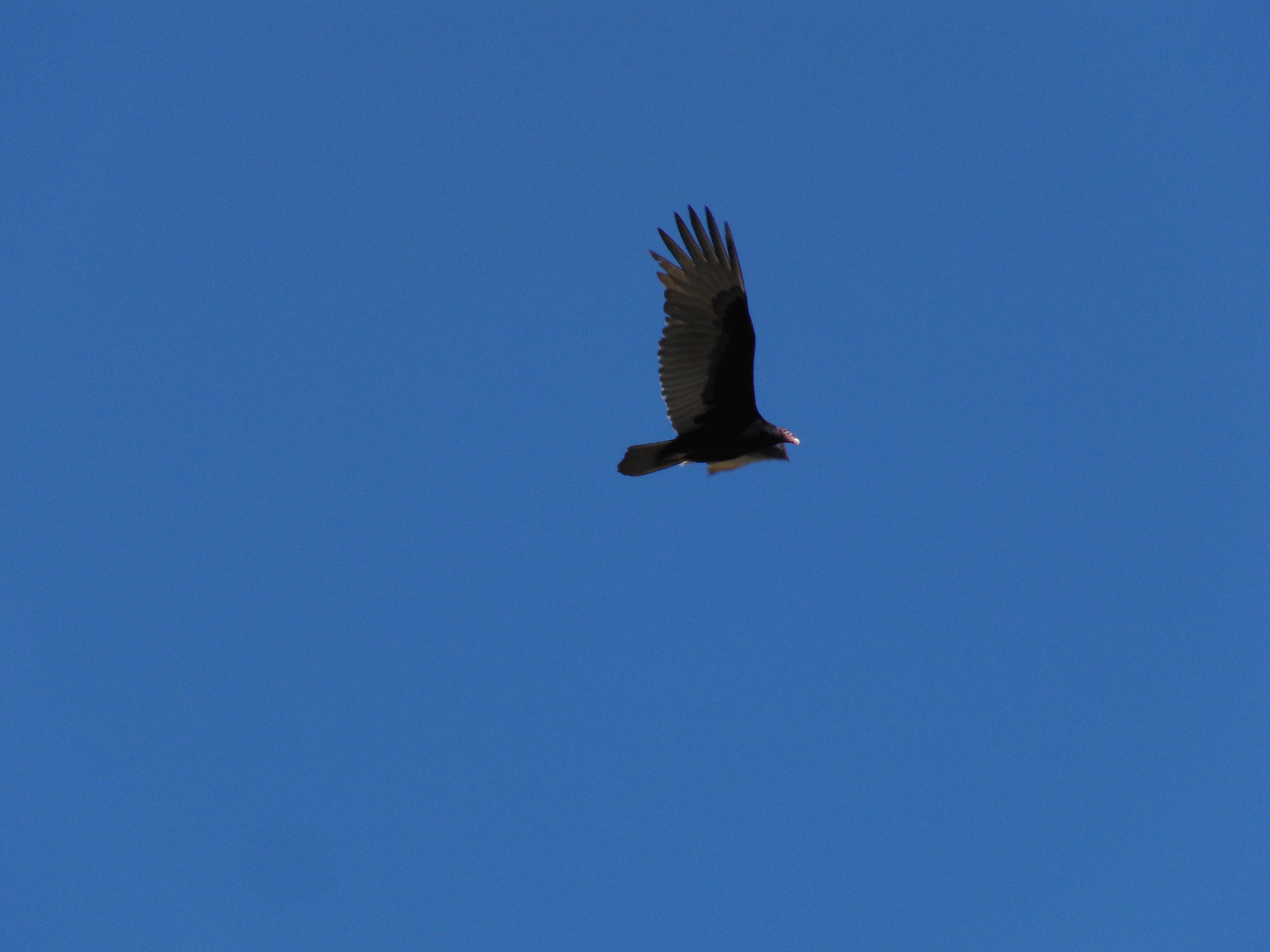 Vulture