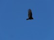 Vulture