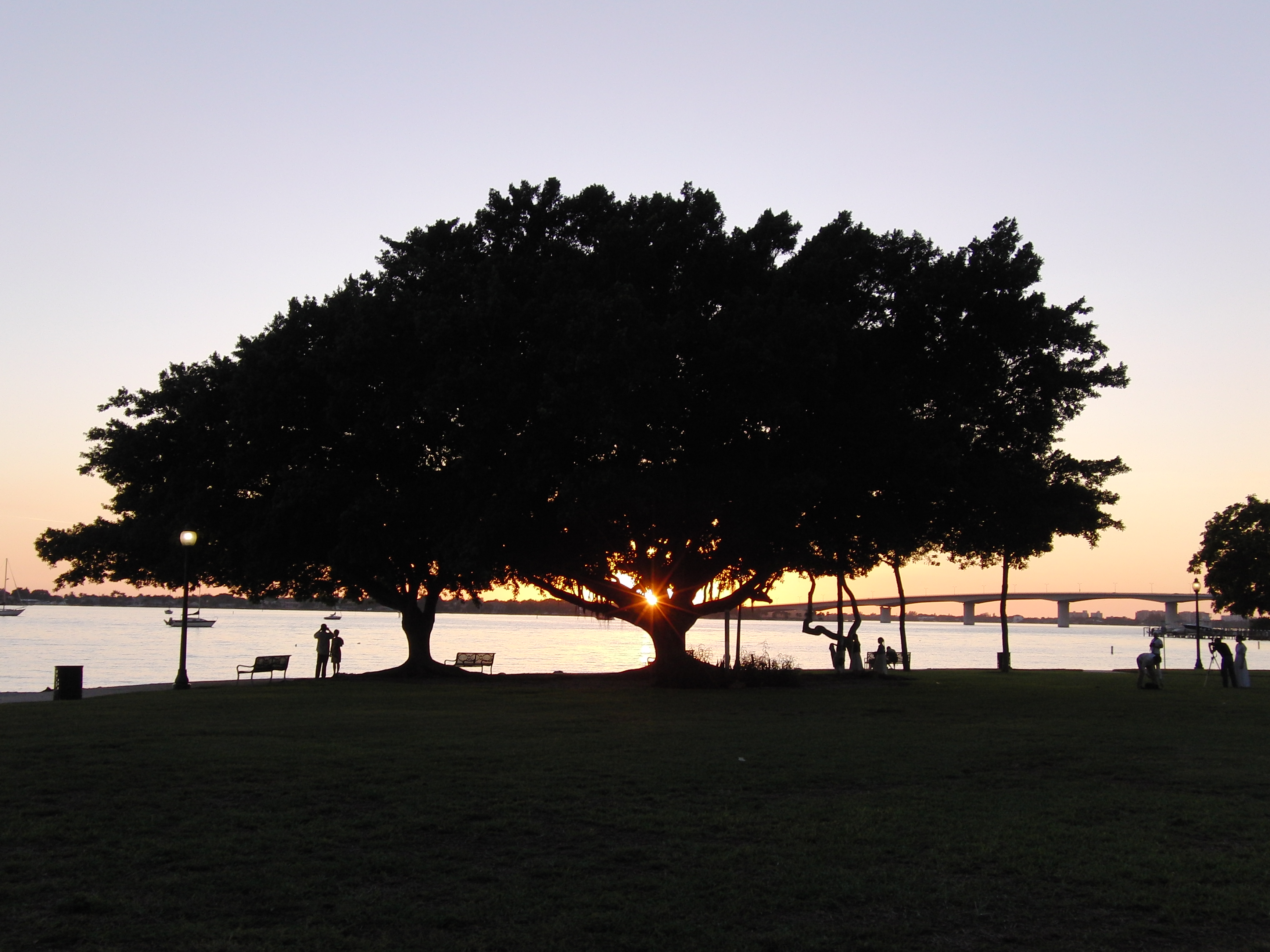 Banyan at Sarasota Bayfront
