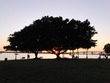 Banyan at Sarasota Bayfront