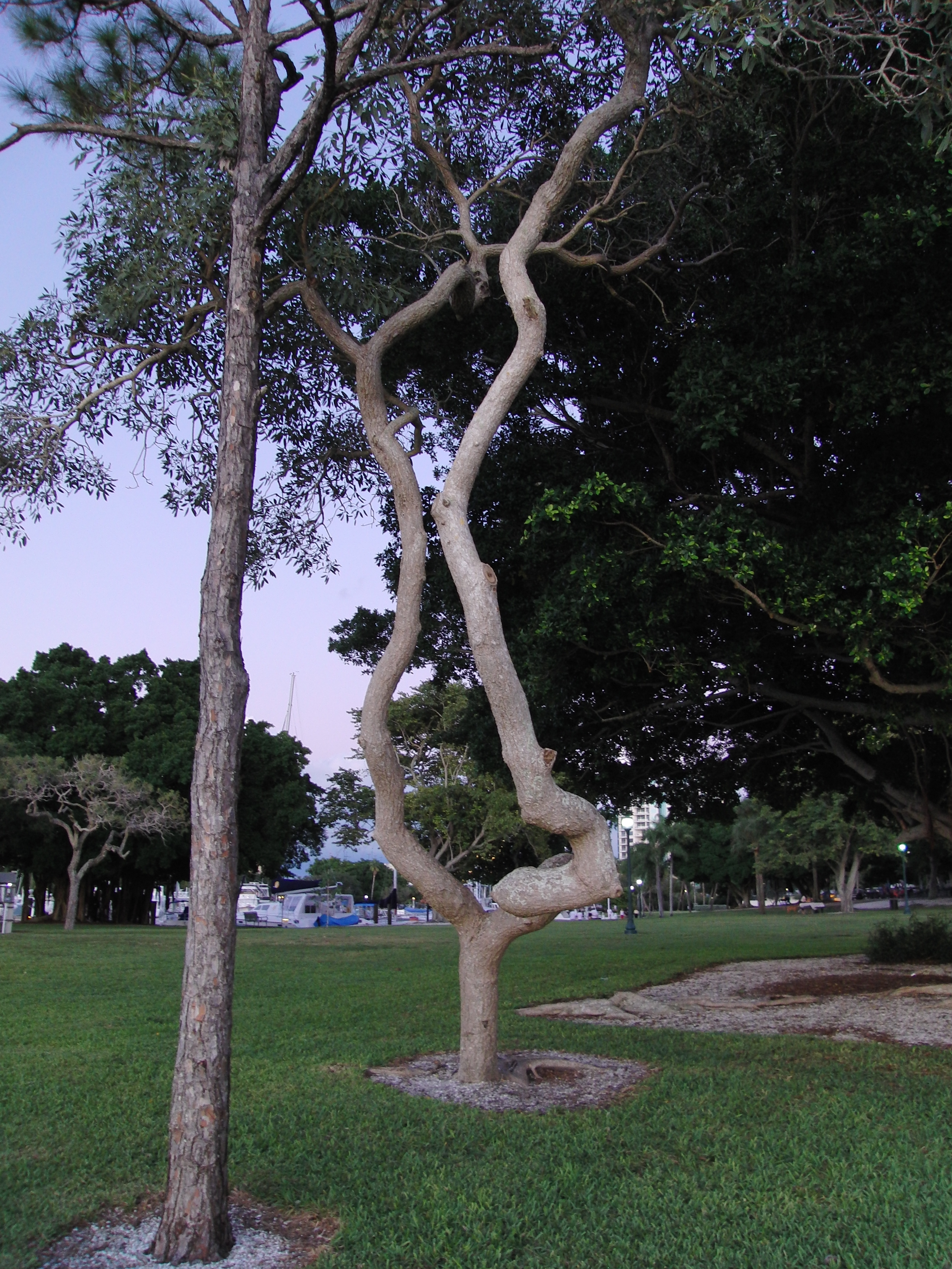 Odd tree