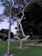 Odd tree