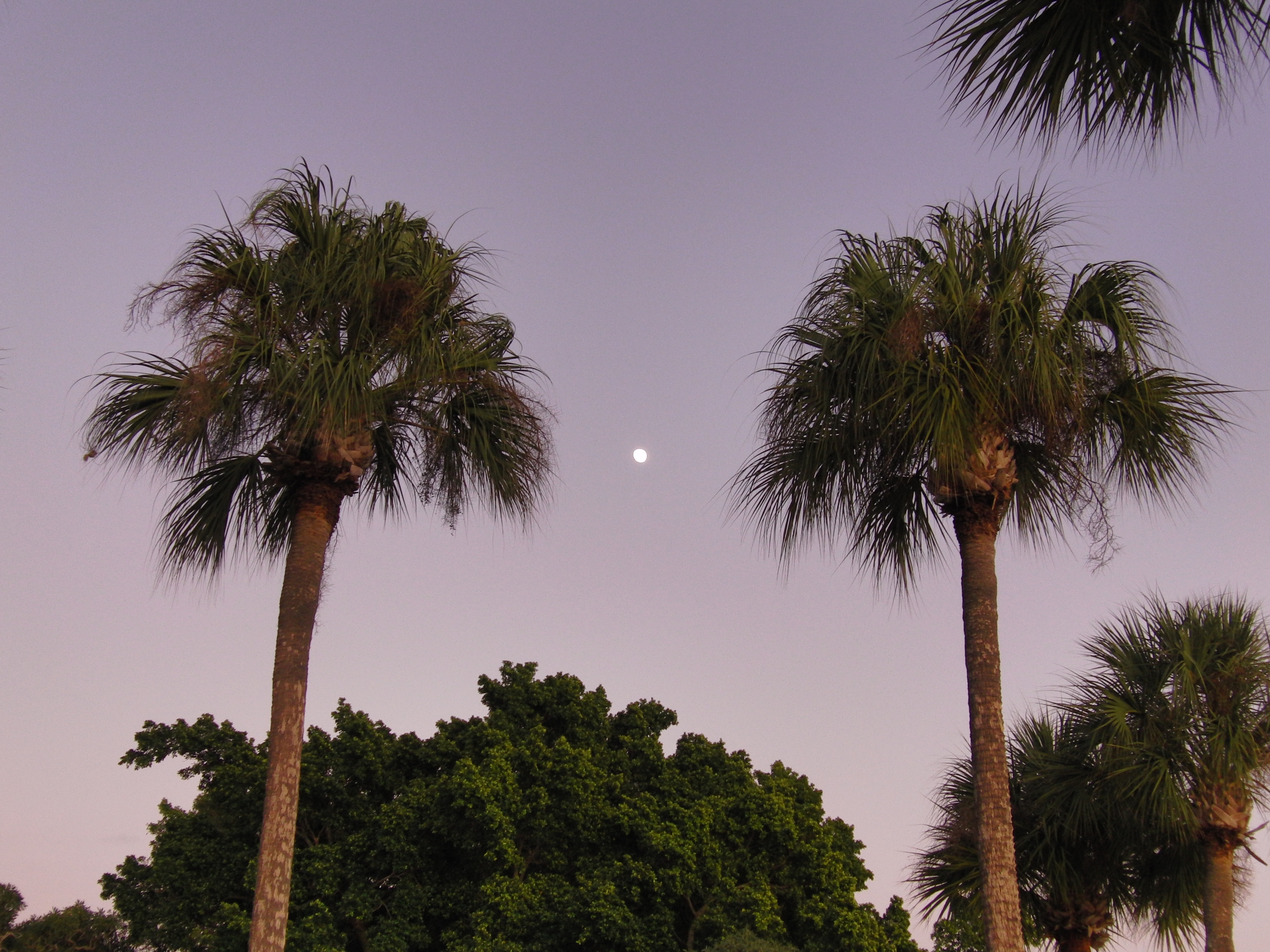 Palms & moon
