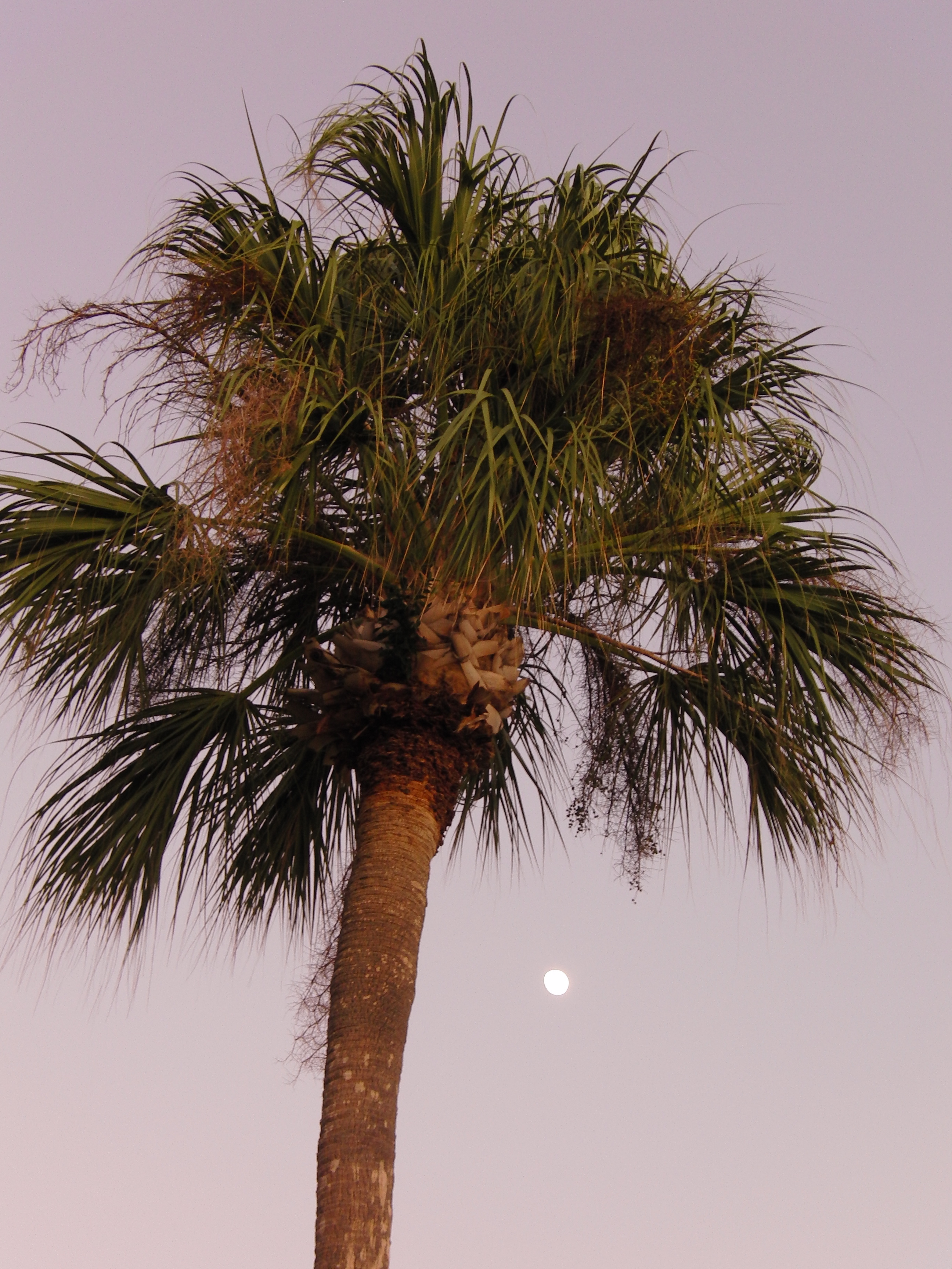Palm & moon