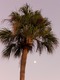 Palm & moon