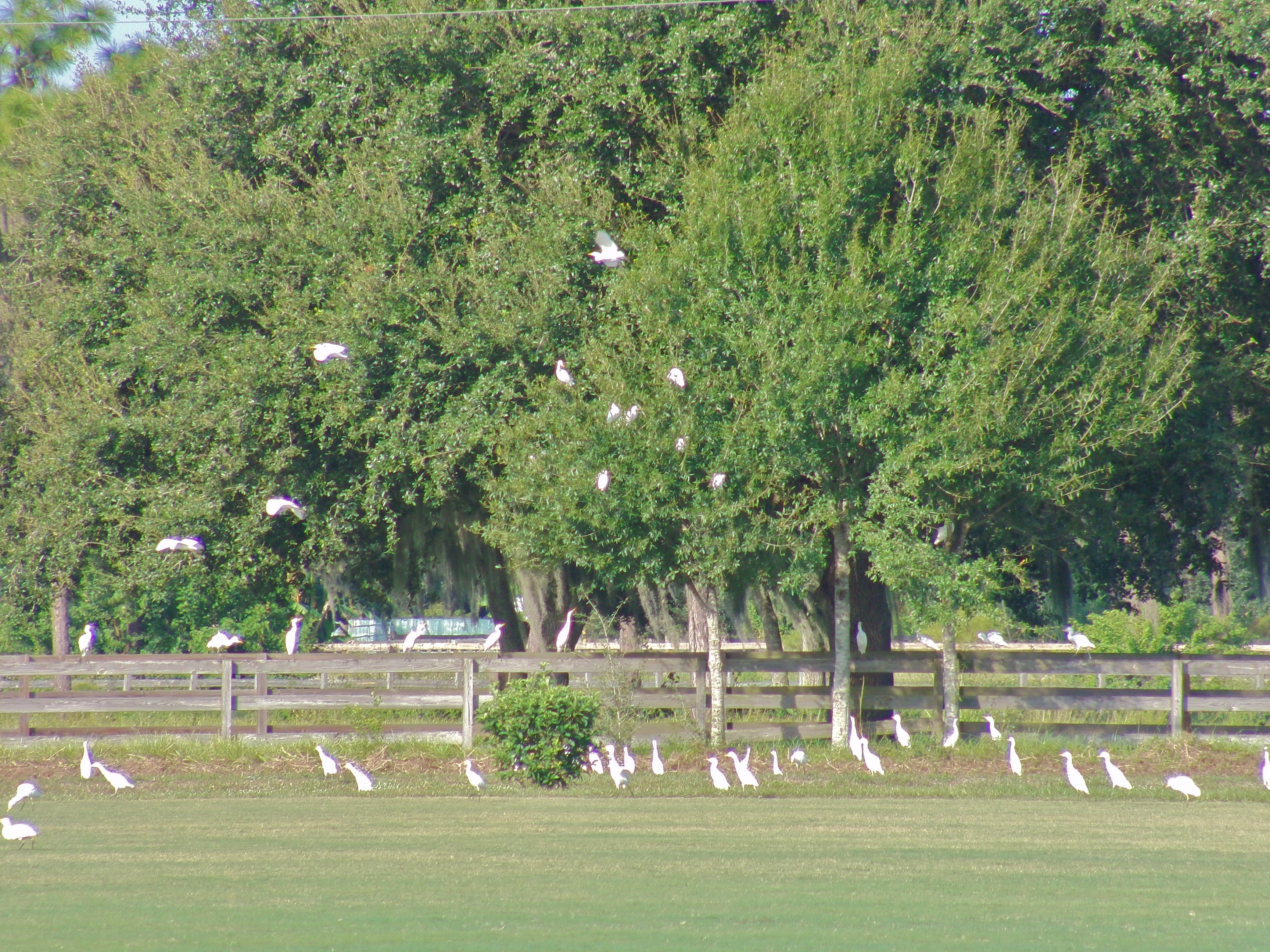 Egrets at Polo Fields